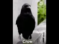 Ringtone Crow  कौआ Voice viral mobile #funny #animal #comedy #bird