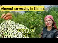 Lagu Almond harvesting in Shimla (H.P) || Almond orchard ( fresh from farm)|| Badam ka season|| vlog 100