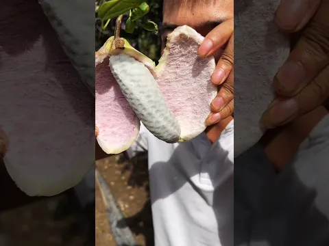 Amazing fruit akebia eating #asmr #yummy
