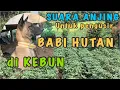 Lagu Suara anjing menggonggong untuk pengusir babi (hama) di kebun || Dog sound