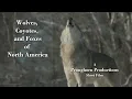 Wolves Coyotes Foxes of North America