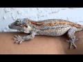 Gargoyle Gecko General Care and Info