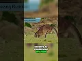 Kangaroo Secrets Diet and Water Survival