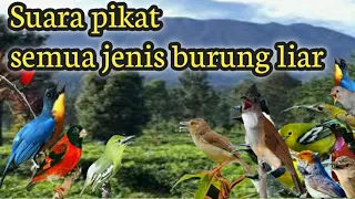 Download SUARA PIKAT SEMUA JENIS BURUNG LIAR||Pancingan paling Ampuh MP3