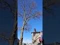 Oak removal in Hanover PA