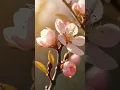 Download Lagu 👉 “7 Days of Sakura | The Flower That Falls to Live  #CherryBlossom #naturemeditation