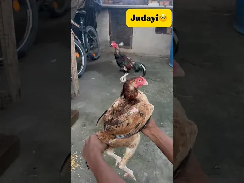 Aaj ye Murgi🐔chli gyi🥺 #minivlog #breedingpair #viral #pets #dog #vlog #aseelmurga #murgi