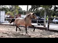 Venta de Caballos Bayos en California Tel o WhatsApp 818 335-2735