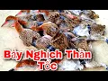 Download Lagu Cách Bẫy chim chằng nghịch,quốc hoa,gà vằn bằng thòng chuyên dụng hiệu quả cực cao