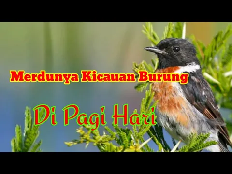 Download MP3 Merdunya Kicauan Suara Burung Di Pagi hari / The sweet sound of birds chirping in the morning