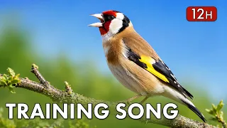 Goldfinch 12h Singing - Training Song (The best)