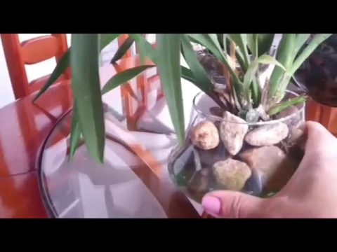 ORQUÍDEAS CULTIVADAS EM VIDRO RESULTADOS