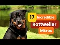 17 Incredible Rottweiler Mixes to Check Out