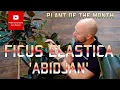 Plant of the month Ficus Elastica Abidjan