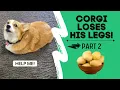 Download Lagu Talking corgi LOSES his legs (Part 2) #shorts