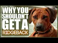 5 Reasons You SHOULD NOT GET A RIDGEBACK