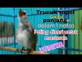 Download Lagu PALING DICARI - Trucuk gacor ropel panjang 1 nafas untuk masteran