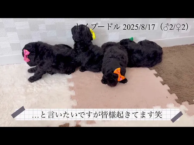 動画