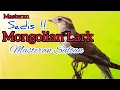 Download Lagu MASTERAN SULTAN MONGOLIAN LARK | TEMBAKAN KASAR