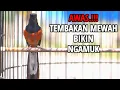 Download Lagu MASTERAN Murai Batu GACOR nembak ISIAN Gereja Tarung,Konin AMPUH untuk merangsang EMOSI