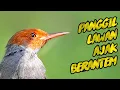 Download Lagu Suara prenjak NGOTOT GACOR sekaligus PANCING bunyi prenjak bahan bakalan ombyokan muda