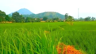 bikin betah menikmati suasana alam pedesaan yang indah di iringi suara suling merdu