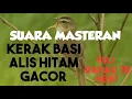 Download Lagu Masteran Suara Kerak Basi Alis Hitam Gacor Full Variasi 30 Menit