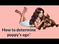 Easiest Way to Determine a Puppy s Age