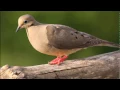 Download Lagu Mourning Dove Call | Ringtones for Android | SFX | Animal Ringtones