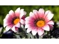 Download Lagu Mishary Rashid Alafasy | 104 | Surah Al-Humazah (The Traducer) | مشاري راشد العفاسي