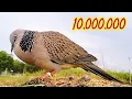Download Lagu Bunyi pikat tekukur terbaik 2025 suara full penguku idaman pemikat
