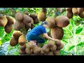 Download Lagu Harvesting Chicken Fat Jackfruit \u0026 Selling at The Market - Fresh Fruit Yogurt for Hot Days