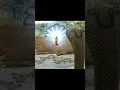 Download Lagu Laxman saves urmila from snake 😯 🐍#laxman #shorts #thaanyashorts