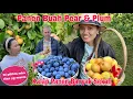 Download Lagu Panen Buah Pear \u0026 Plum Di Pilihin yg Manis sama @DianBara Menang Aku @AndiniOverfield dpt Banyak 😅