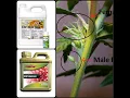 HERMIE How to Identify and Fix them - Making feminized cannabis seeds from a hermaphrodite plant