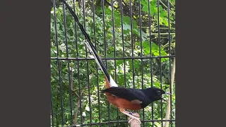 masteran murai batu full tembakan isian mewah durasi panjang dengan jeda