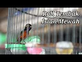 Download Lagu KONIN GACOR ROL TEMBAK MATERI MEWAH COCOK BUAT MASTERAN KOLIBRI NINJA DAN PANCINGAN BIAR KONIN LATAH