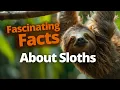10 Shocking Sloth Facts You Didn t Know