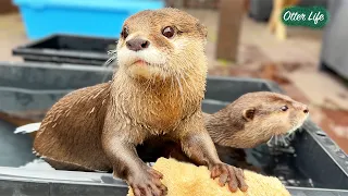 タオルは渡さない！必死に抵抗する愛らしいカワウソたちとの終わりなき攻防戦 Our Never-Ending Battle with the Otters