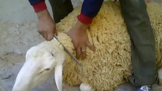 ارواحو تشوفو منين ذبح الكبش 