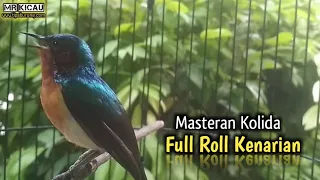 masteran mewah kolibri wulung
