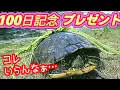 Download Lagu 【大失敗】愛情のたっぷり込もったプレゼント☆レンとモンの初散歩！？
