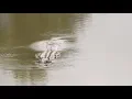 Arkansas Alligators