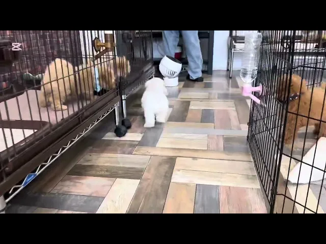 動画