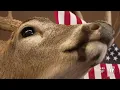 Michigan DNR proposes one buck rule additional changes to deer hunting in the state