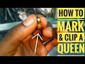 Download Lagu 🌎 How to mark a queen bee and clip her wings (new beekeepers)