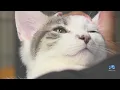 Clear the Shelters Meet the cute pets you can adopt at Norfolk SPCA