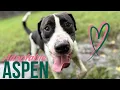 Adoptable Aspen Papo Goofy Cutie