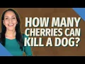 How many cherries can kill a dog