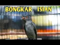 Download Lagu SRIGUNTING ABU BONGKAR ISIAN